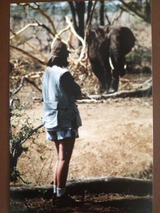 Kenya 1996 - too close to bull elephant