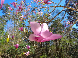 Japanese Magnolia, my yard March 2014