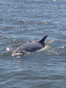 Dolphin at Alligator Point