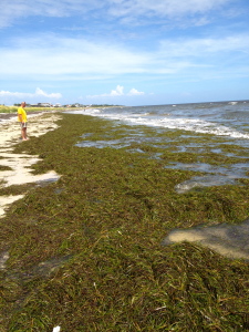 sometimes the seaweed just rolls in